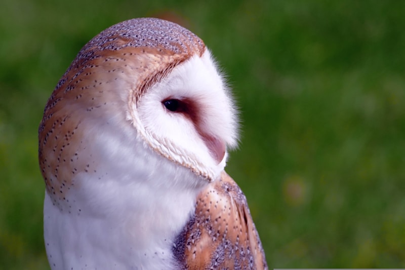 Barn Owl (Tyto alba)