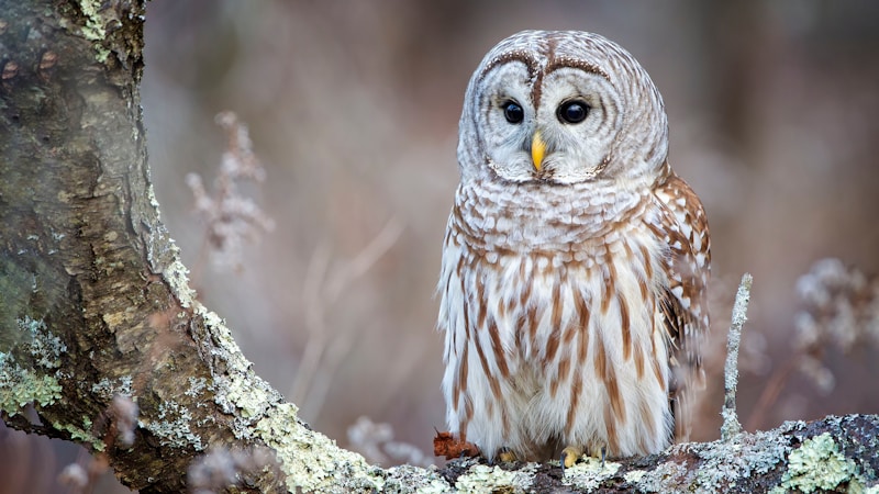 Barred Owl (Strix varia)