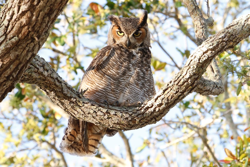 Great Horned Owl (Bubo virginianus)