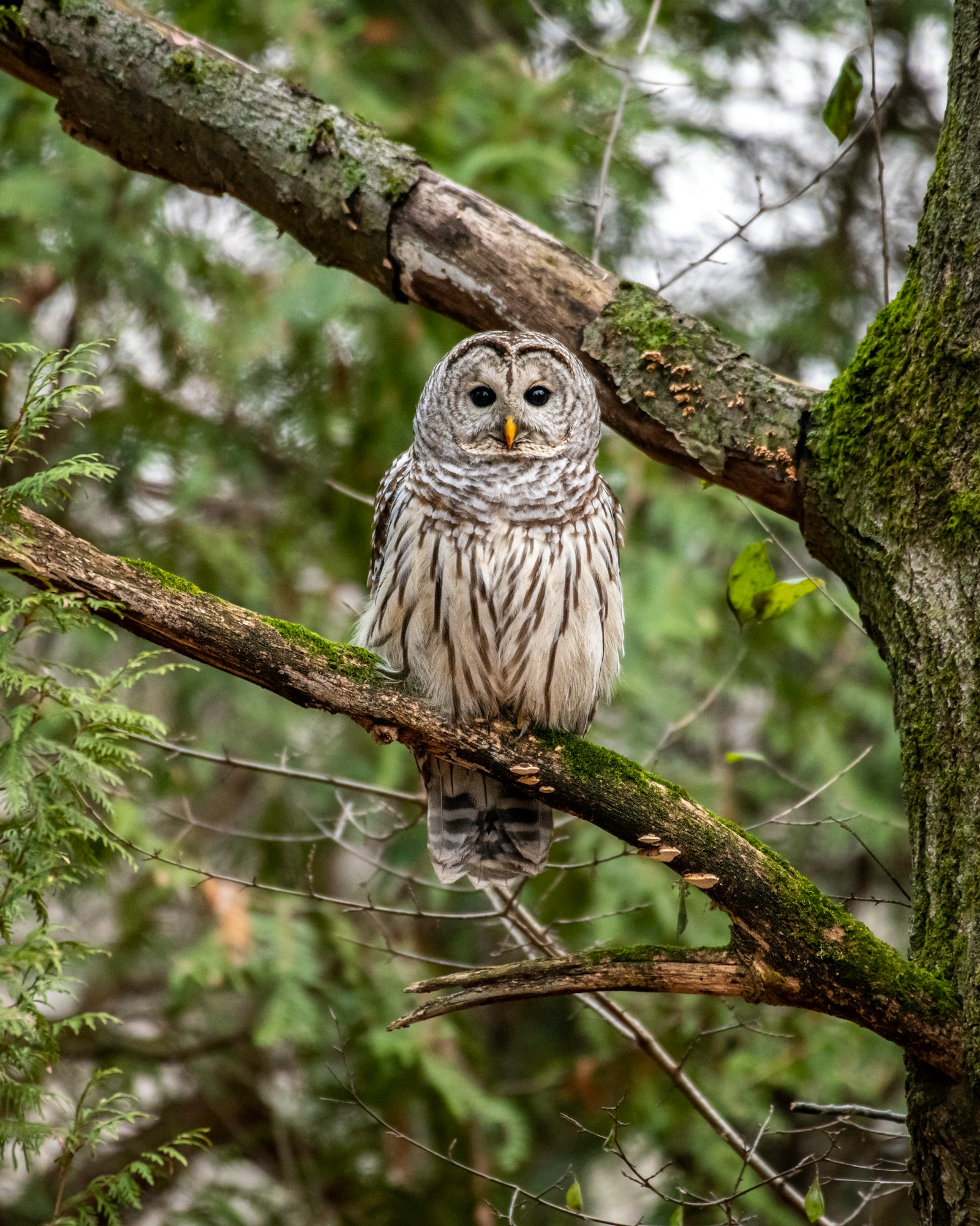 Owl perched in forest at twilight