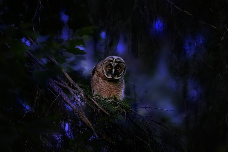Long-eared Owl (Asio otus)