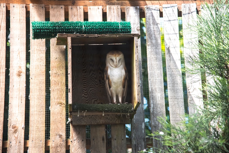 Owl peering from a wooden nest box