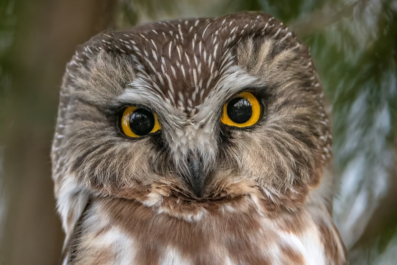 Northern Saw-whet Owl (Aegolius acadicus)