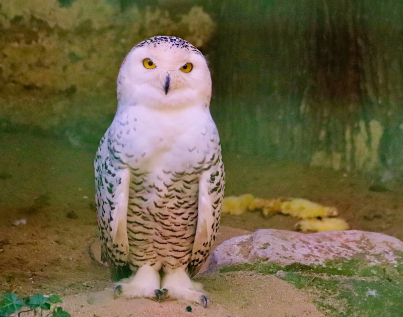 Snowy Owl (Bubo scandiacus)